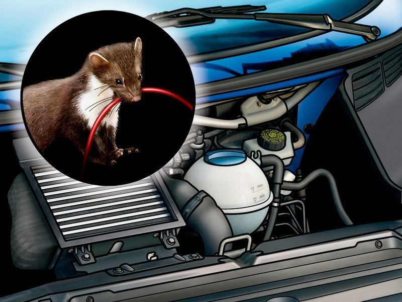 KUNY VYLÉZAJÍ, pomůžeme Vám zabezpečit vůz